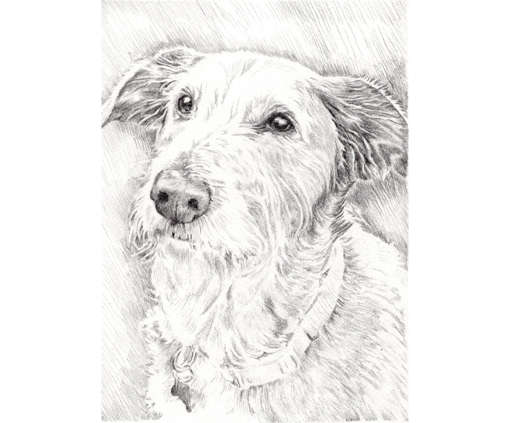 pickles the dog